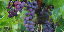 Good prospects for wine produced in Denmark