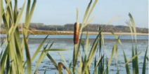 Wetlands reduce flood risks in Aarhus