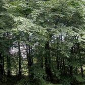New forests adapted to future climate