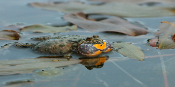 Large-scale flood-proofing near Knudshoved will save the fire-bellied toad