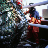 Re-rigging vessels and new forms of fisheries management