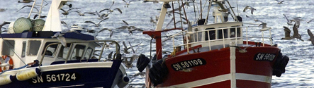 Climate change impact on fishery